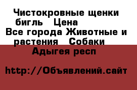 Чистокровные щенки бигль › Цена ­ 15 000 - Все города Животные и растения » Собаки   . Адыгея респ.